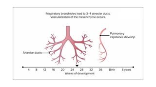 Normal Lung Function Development Chart Lung development.pptx embryonic stages of lung | PPTX