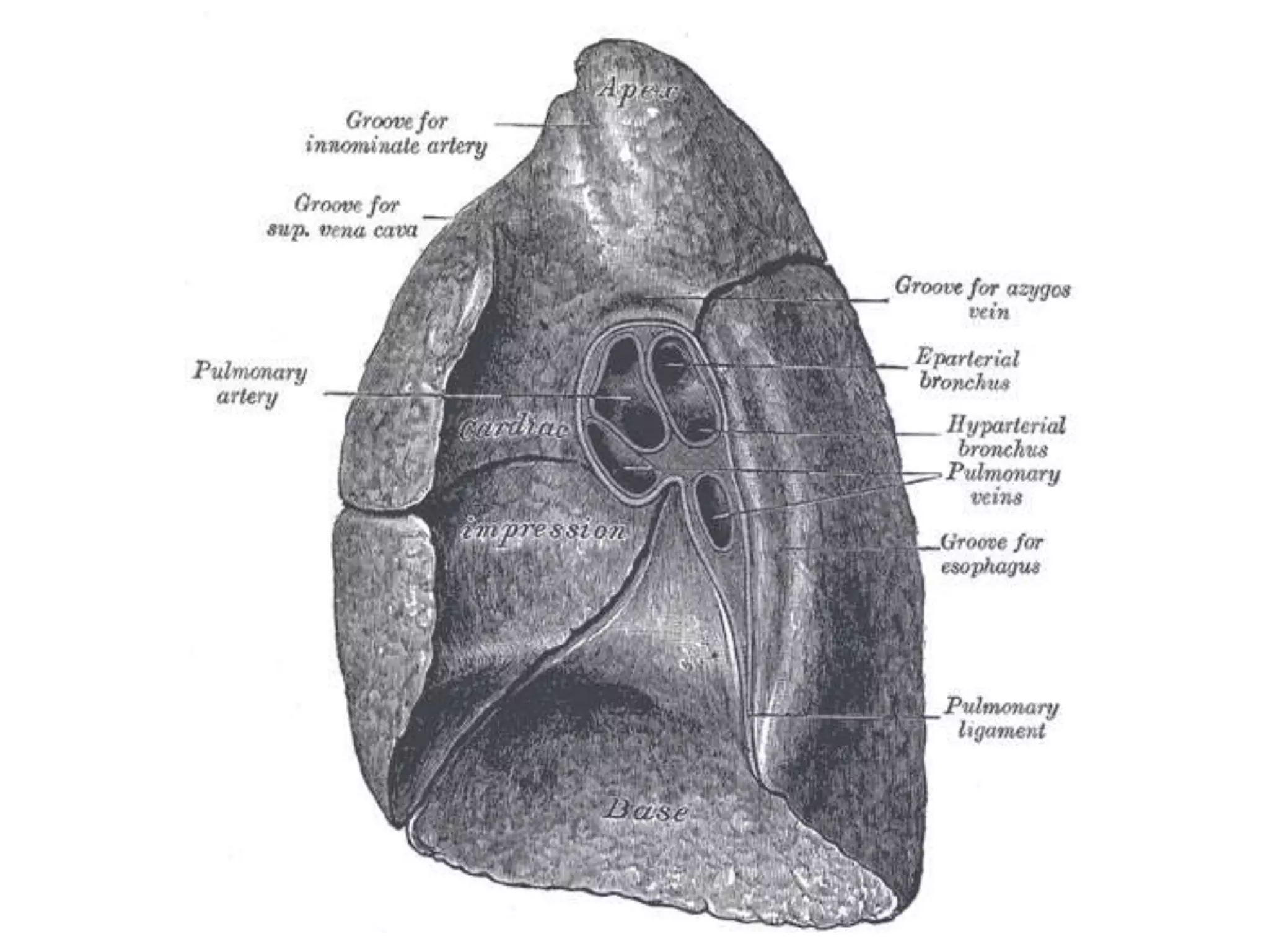 Lung dissection lesson 3 | PPTX