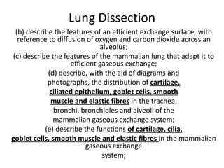 Lung Dissection 
(b) describe the features of an efficient exchange surface, with 
reference to diffusion of oxygen and carbon dioxide across an 
alveolus; 
(c) describe the features of the mammalian lung that adapt it to 
efficient gaseous exchange; 
(d) describe, with the aid of diagrams and 
photographs, the distribution of cartilage, 
ciliated epithelium, goblet cells, smooth 
muscle and elastic fibres in the trachea, 
bronchi, bronchioles and alveoli of the 
mammalian gaseous exchange system; 
(e) describe the functions of cartilage, cilia, 
goblet cells, smooth muscle and elastic fibres in the mammalian 
gaseous exchange 
system; 
 