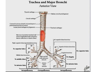 Lung dissection lesson 3