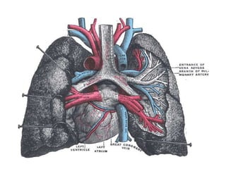 Lung dissection lesson 3