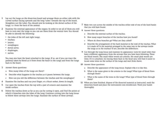 Lung dissection lesson 3