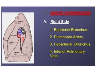 Lung dissection lesson 3