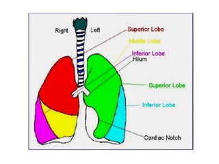 Lung dissection lesson 3
