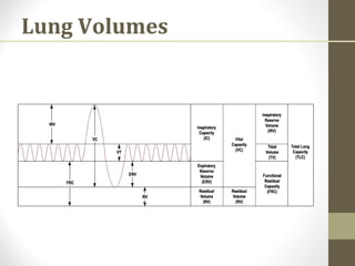 Lung Volumes
 