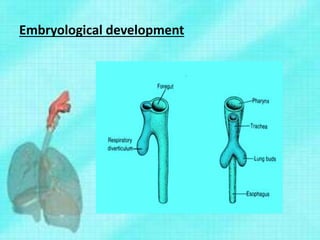 Embryological development
 
