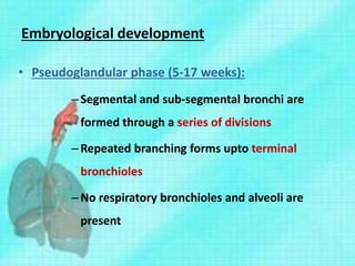 Embryological development
• Pseudoglandular phase (5-17 weeks):
–Segmental and sub-segmental bronchi are
formed through a series of divisions
–Repeated branching forms upto terminal
bronchioles
–No respiratory bronchioles and alveoli are
present
 