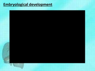 Embryological development
 