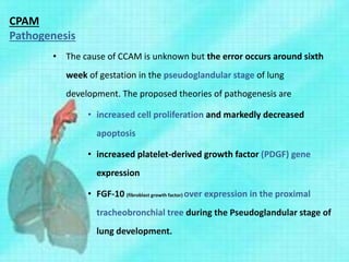 CPAM
Pathogenesis
• The cause of CCAM is unknown but the error occurs around sixth
week of gestation in the pseudoglandular stage of lung
development. The proposed theories of pathogenesis are
• increased cell proliferation and markedly decreased
apoptosis
• increased platelet-derived growth factor (PDGF) gene
expression
• FGF-10 (fibroblast growth factor) over expression in the proximal
tracheobronchial tree during the Pseudoglandular stage of
lung development.
 