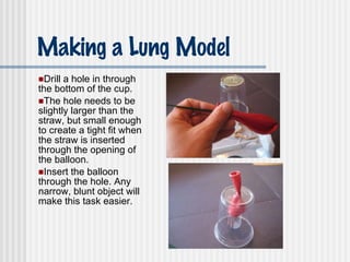 Making a Lung Model Drill a hole in through the bottom of the cup.  The hole needs to be slightly larger than the straw, but small enough to create a tight fit when the straw is inserted through the opening of the balloon. Insert the balloon through the hole. Any narrow, blunt object will make this task easier. 