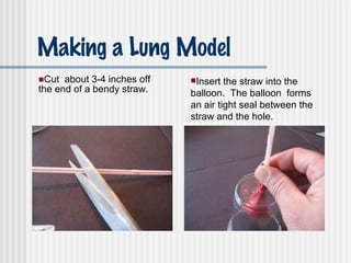 Making a Lung Model Cut  about 3-4 inches off the end of a bendy straw. Insert the straw into the balloon.  The balloon  forms an air tight seal between the straw and the hole. 
