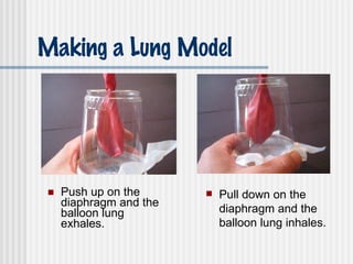 Push up on the diaphragm and the balloon lung exhales. Making a Lung Model Pull down on the diaphragm and the balloon lung inhales. 