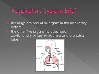 Respiratory System BriefThe lungs are one of six organs in the respiratory system.The other five organs include: nasal cavity, pharynx, larynx, trachea and bronchial tubes.