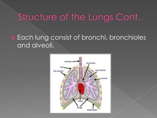 Structure of the Lungs Cont.Each lung consist of bronchi, bronchioles and alveoli.