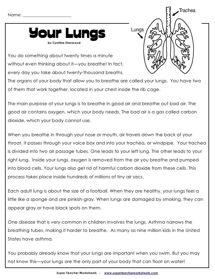 Lungs