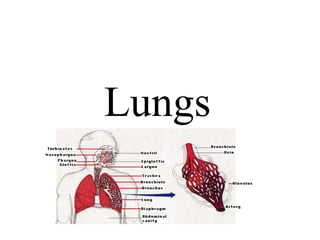     Lungs 
