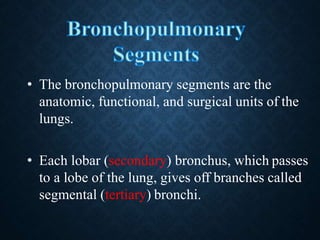 • The smallest bronchi divide and give rise to
bronchioles, which are less than 1 mm in
diameter.
• Bronchioles possess no...