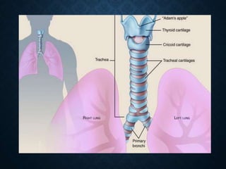 NERVE SUPPLY OF
THE LUNGS
• At the root of each lung is a pulmonary plexus
composed of efferent and afferent autonomic
ner...
