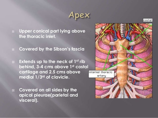 Lungs anatomy, organs in thorax