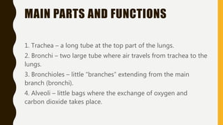 MAIN PARTS AND FUNCTIONS
1. Trachea – a long tube at the top part of the lungs.
2. Bronchi – two large tube where air travels from trachea to the
lungs.
3. Bronchioles – little “branches” extending from the main
branch (bronchi).
4. Alveoli – little bags where the exchange of oxygen and
carbon dioxide takes place.
 