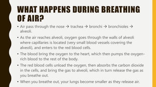 WHAT HAPPENS DURING BREATHING
OF AIR?
• Air pass through the nose  trachea  bronchi  bronchioles 
alveoli.
• As the air reaches alveoli, oxygen goes through the walls of alveoli
where capillaries is located (very small blood vessels covering the
alveoli), and enters to the red blood cells.
• The blood bring the oxygen to the heart, which then pumps the oxygen-
rich blood to the rest of the body.
• The red blood cells unload the oxygen, then absorbs the carbon dioxide
in the cells, and bring the gas to alveoli, which in turn release the gas as
you breathe out.
• When you breathe out, your lungs become smaller as they release air.
 