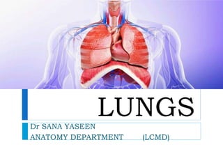 LUNGS
Dr SANA YASEEN
ANATOMY DEPARTMENT (LCMD)
 