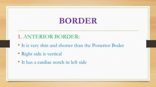 Anatomy of Lungs | PPTX