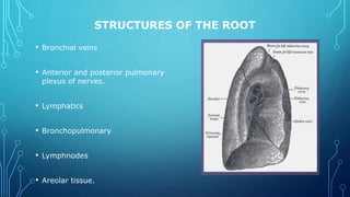 STRUCTURES OF THE ROOT
• Bronchial veins
• Anterior and posterior pulmonary
plexus of nerves.
• Lymphatics
• Bronchopulmonary
• Lymphnodes
• Areolar tissue.
 