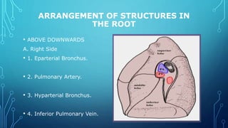 ARRANGEMENT OF STRUCTURES IN
THE ROOT
• ABOVE DOWNWARDS
A. Right Side
• 1. Eparterial Bronchus.
• 2. Pulmonary Artery.
• 3. Hyparterial Bronchus.
• 4. Inferior Pulmonary Vein.
 