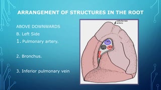 ARRANGEMENT OF STRUCTURES IN THE ROOT
ABOVE DOWNWARDS
B. Left Side
1. Pulmonary artery.
2. Bronchus.
3. Inferior pulmonary vein
 