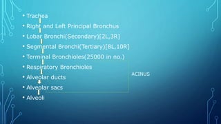 • Trachea
• Right and Left Principal Bronchus
• Lobar Bronchi(Secondary)[2L,3R]
• Segmental Bronchi(Tertiary)[8L,10R]
• Terminal Bronchioles(25000 in no.)
• Respiratory Bronchioles
• Alveolar ducts
• Alveolar sacs
• Alveoli
ACINUS
 