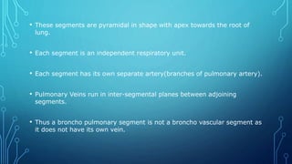 • These segments are pyramidal in shape with apex towards the root of
lung.
• Each segment is an independent respiratory unit.
• Each segment has its own separate artery(branches of pulmonary artery).
• Pulmonary Veins run in inter-segmental planes between adjoining
segments.
• Thus a broncho pulmonary segment is not a broncho vascular segment as
it does not have its own vein.
 