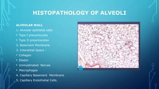 HISTOPATHOLOGY OF ALVEOLI
ALVEOLAR WALL
1. Alveolar epithelial cells-
• Type I pneumocytes
• Type II pneumocytes
2. Basement Membrane
3. Interstitial Space -
• Collagen
• Elastin
• Unmyelinated Nerves
• Macrophages
4. Capillary Basement Membrane
5. Capillary Endothelial Cells.
 