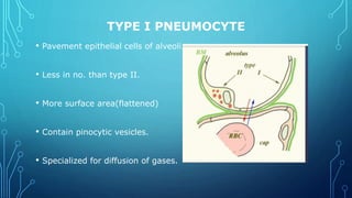 TYPE I PNEUMOCYTE
• Pavement epithelial cells of alveoli.
• Less in no. than type II.
• More surface area(flattened)
• Contain pinocytic vesicles.
• Specialized for diffusion of gases.
 