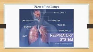 Parts of the Lungs
 