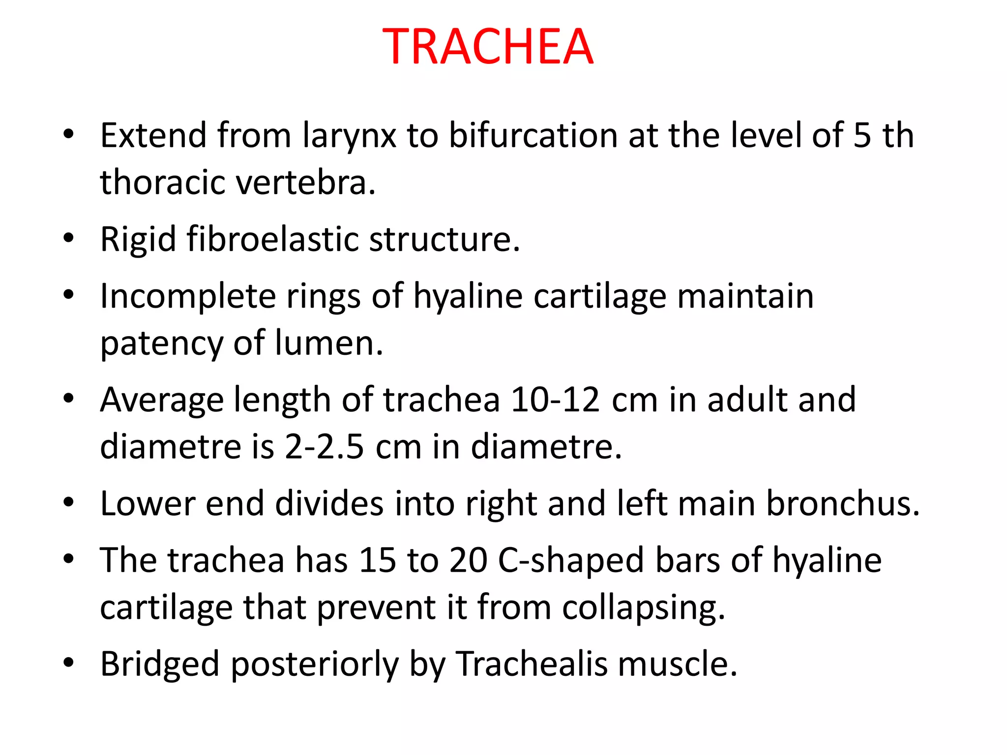 TRACHEA
• Extend from larynx to bifurcation at the level of 5 th
thoracic vertebra.
• Rigid fibroelastic structure.
• Incomplete rings of hyaline cartilage maintain
patency of lumen.
• Average length of trachea 10-12 cm in adult and
diametre is 2-2.5 cm in diametre.
• Lower end divides into right and left main bronchus.
• The trachea has 15 to 20 C-shaped bars of hyaline
cartilage that prevent it from collapsing.
• Bridged posteriorly by Trachealis muscle.
 