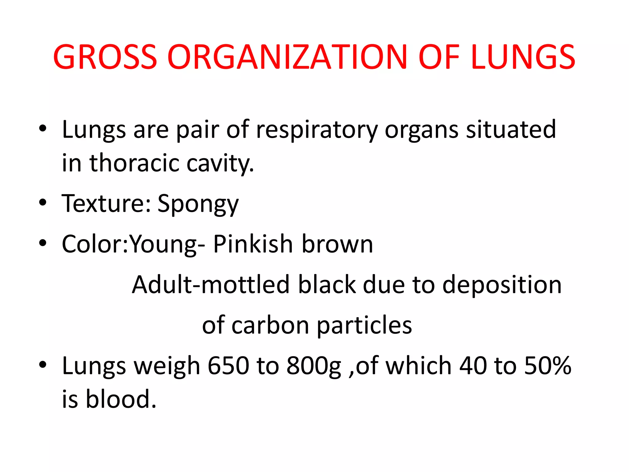 GROSS ORGANIZATION OF LUNGS
• Lungs are pair of respiratory organs situated
in thoracic cavity.
• Texture: Spongy
• Color:Young- Pinkish brown
Adult-mottled black due to deposition
of carbon particles
• Lungs weigh 650 to 800g ,of which 40 to 50%
is blood.
 