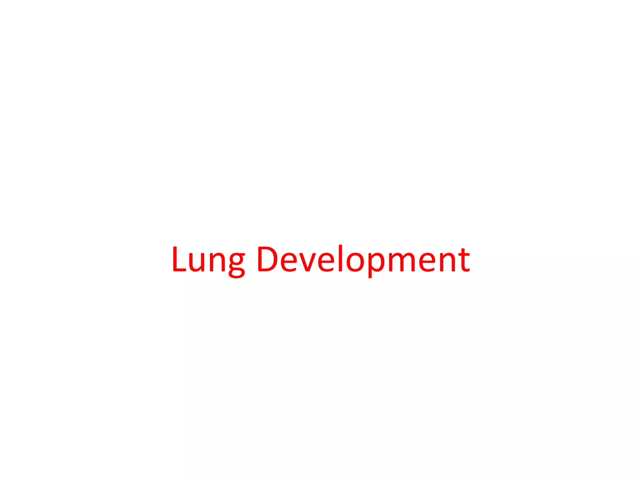 Lung Development
 