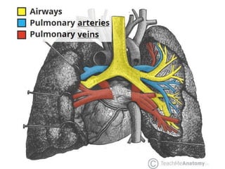 Lungs.pptx