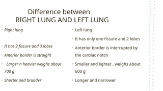 Anatomy of the Lungs: Fissures, Lobes, and Differences Between Right ...