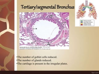 Tertiary/segmental Bronchus
•The number of goblet cells reduced.
•The number of glands reduced.
•The cartilage is present in the irregular plates.
 