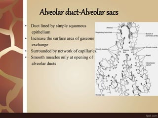 Alveolar duct-Alveolar sacs
• Duct lined by simple squamous
epithelium
• Increase the surface area of gaseous
exchange
• Surrounded by network of capillaries.
• Smooth muscles only at opening of
alveolar ducts
 