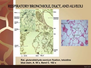 RESPIRATORY BRONCHIOLE, DUCT, ANDALVEOLI
Rat, glutaraldehyde-osmium fixation, toluidine
blue stain, A. 50 x, Band C. 162 x
 