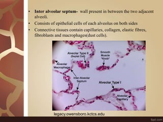 • Inter alveolar septum- wall present in between the two adjacent
alveoli.
• Consists of epithelial cells of each alveolus on both sides
• Connective tissues contain capillaries, collagen, elastic fibres,
fibroblasts and macrophages(dust cells).
legacy.owensboro.kctcs.edu
 