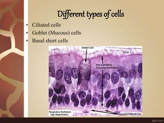 Different types of cells
• Ciliated cells
• Goblet (Mucous) cells
• Basal short cells
 