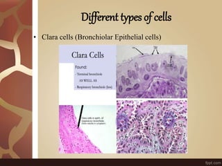 Different types of cells
• Clara cells (Bronchiolar Epithelial cells)
 