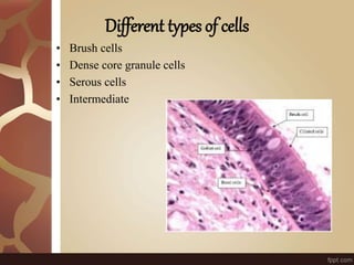 Different types of cells
• Brush cells
• Dense core granule cells
• Serous cells
• Intermediate
 