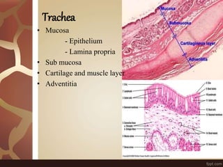 Trachea
• Mucosa
- Epithelium
- Lamina propria
• Sub mucosa
• Cartilage and muscle layer
• Adventitia
 