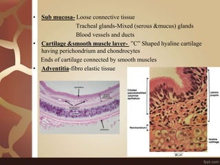 • Sub mucosa- Loose connective tissue
Tracheal glands-Mixed (serous &mucus) glands
Blood vessels and ducts
• Cartilage &smooth muscle layer- ”C” Shaped hyaline cartilage
having perichondrium and chondrocytes
Ends of cartilage connected by smooth muscles
• Adventitia-fibro elastic tissue
 