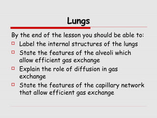 LungsLungs
By the end of the lesson you should be able to:
 Label the internal structures of the lungs
 State the features of the alveoli which
allow efficient gas exchange
 Explain the role of diffusion in gas
exchange
 State the features of the capillary network
that allow efficient gas exchange
 